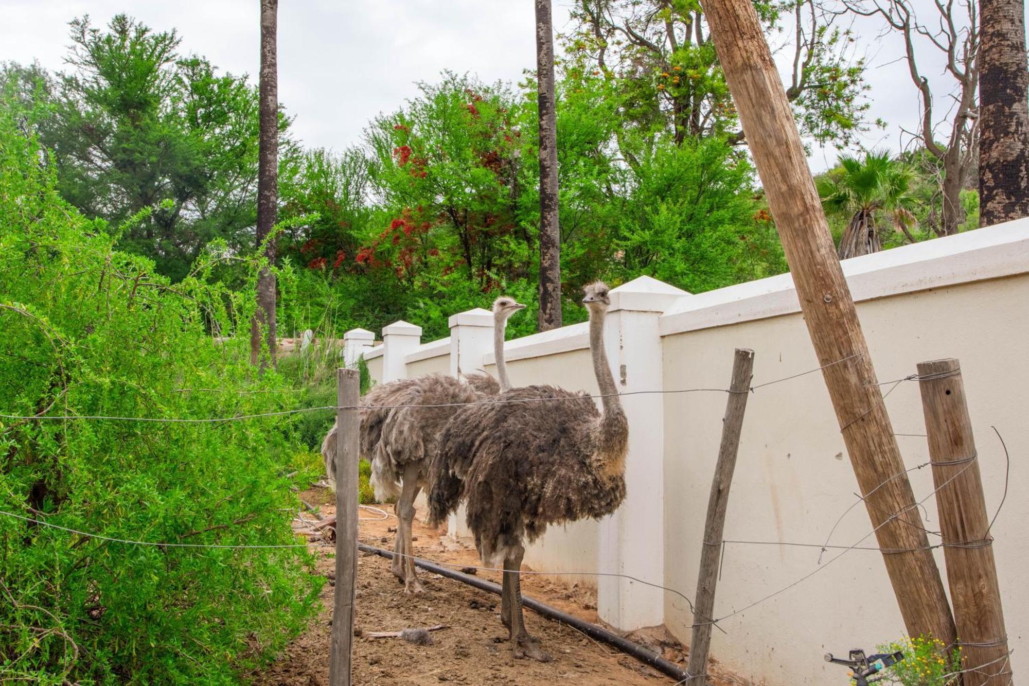 Bakenskraal Ostrich Palace Oudtshoorn Extérieur photo